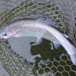 釣り初め！ 大安トラウトレイク